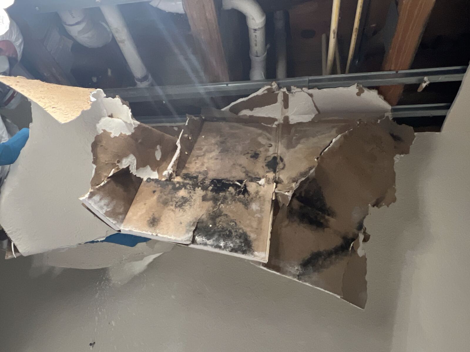 Visible mold growth uncovered behind ceiling drywall